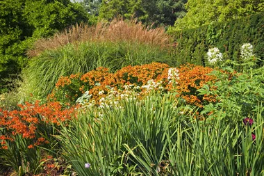 An easy guide to ornamental grass