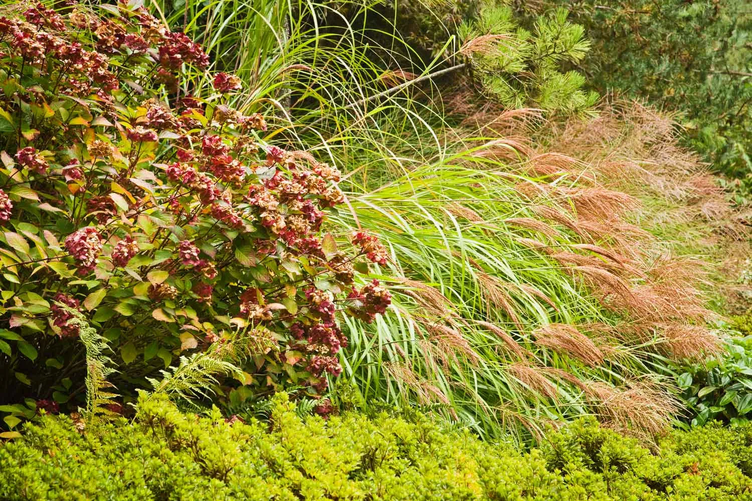 Grasses