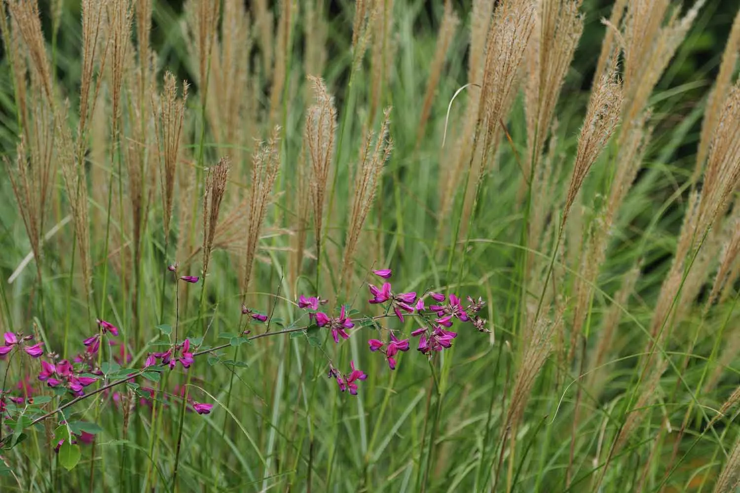 Plume grass