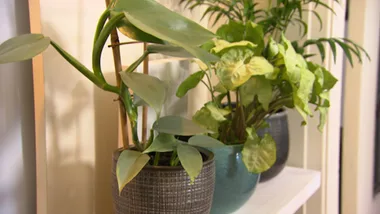 Hipster pot displays