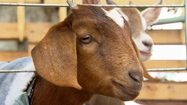 WINERY GOATS