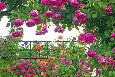 Garden Better: Winter vegies and how to plant bare-root roses