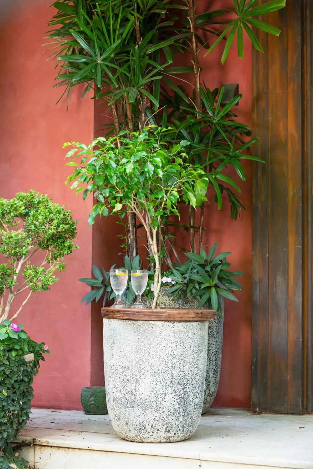 Fig in a stone pot