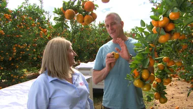 Emerald Mandarin Farm