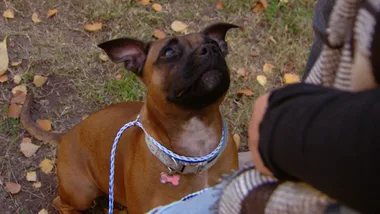 HOUSEWORK HORROR STAFFY