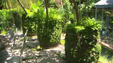 IVY ALLEY INDOOR GARDEN & SELF-WATERING POT