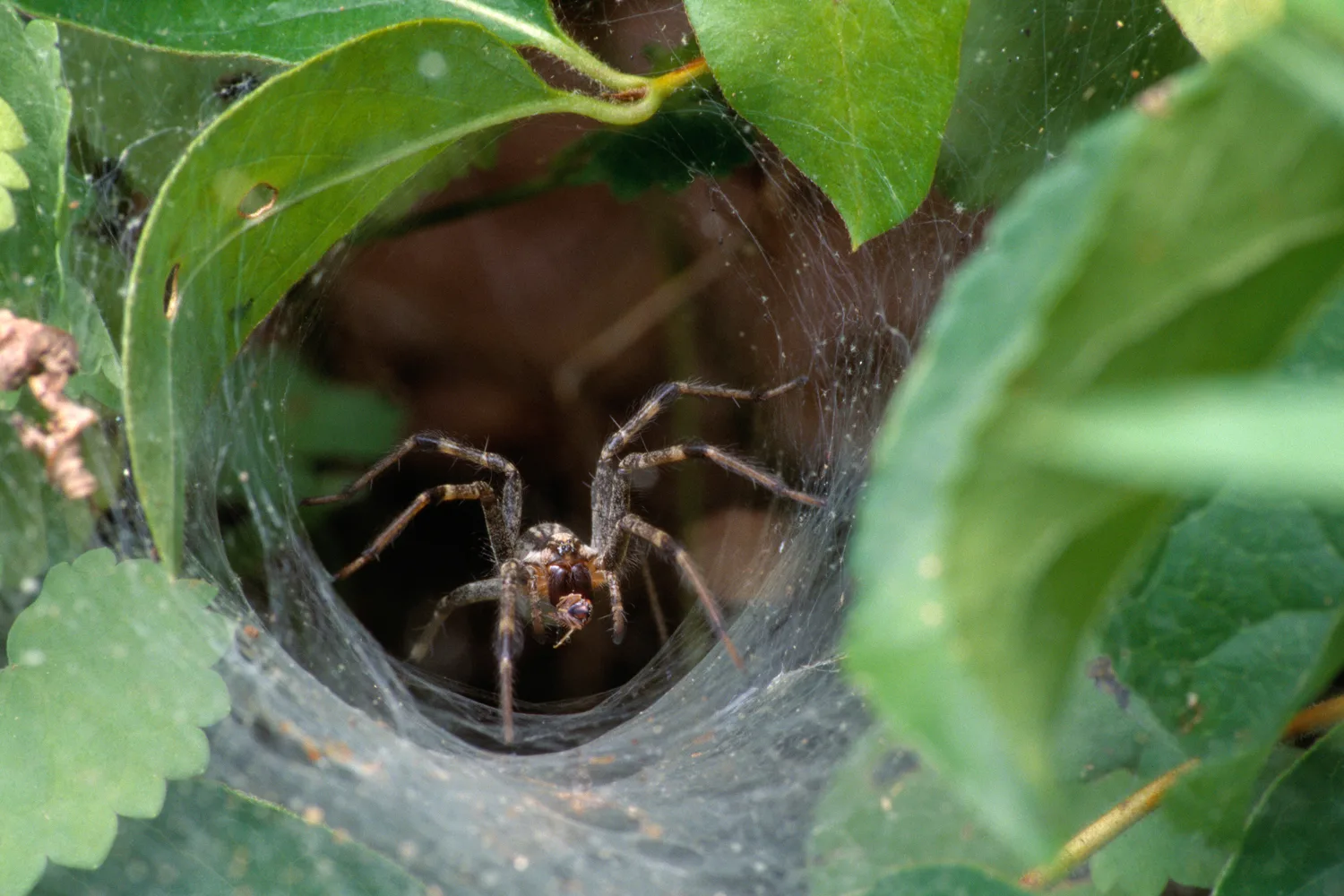 Experts warn: Beware of funnel-web spiders in this rain