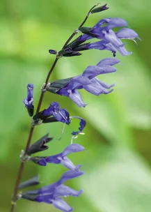 Formal meets cottage