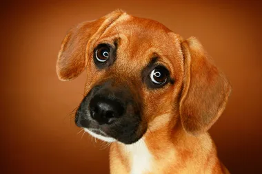 Is your dog manipulating you?