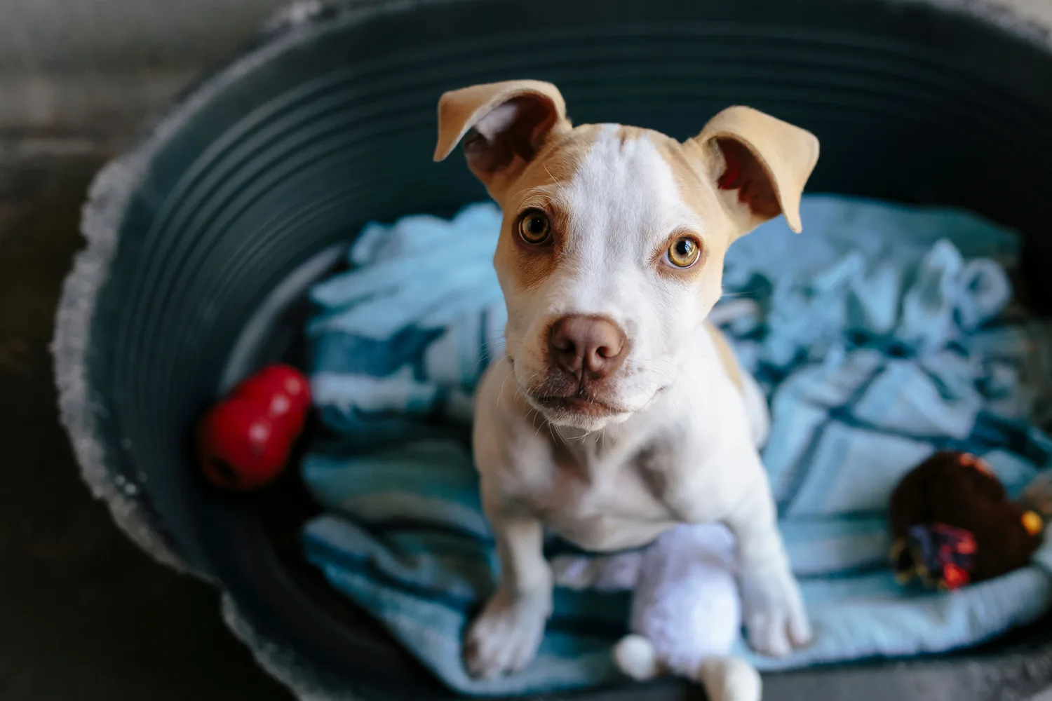 10 of the best pet beds