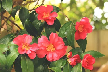 Garden Better: winter blooms and backyard tidy-ups