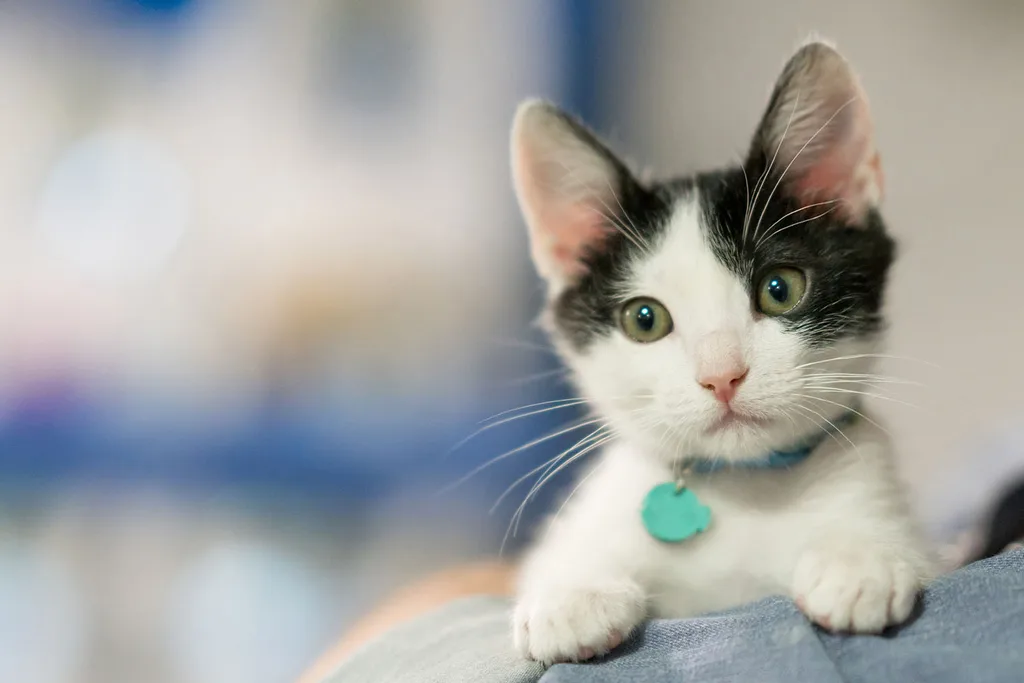 black and white kitten