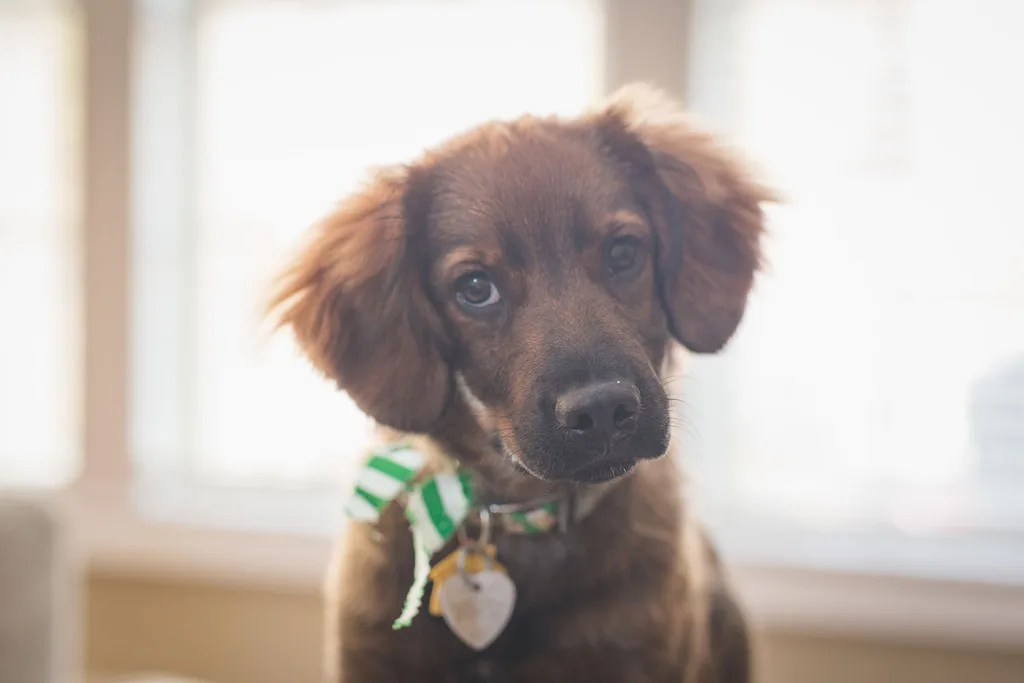 chocolate puppy