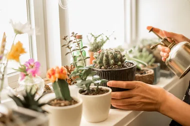 How to care for your indoor plants in winter