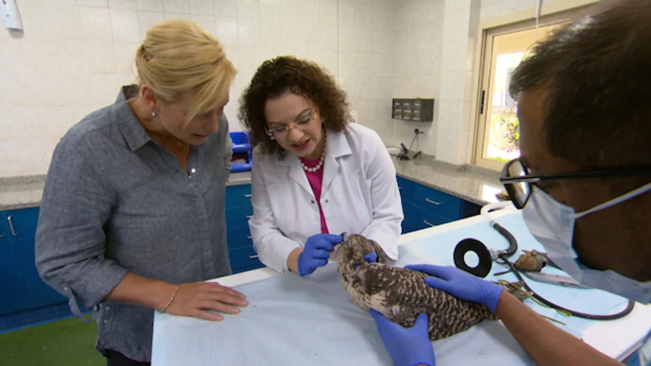 Abu Dhabi: Falcon Hospital