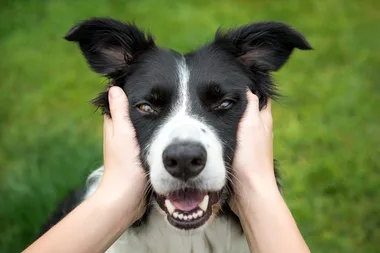 How to tell if your pet has a dental issue