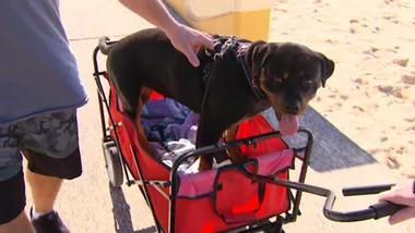 MISSING PAW PUPPY PT 2