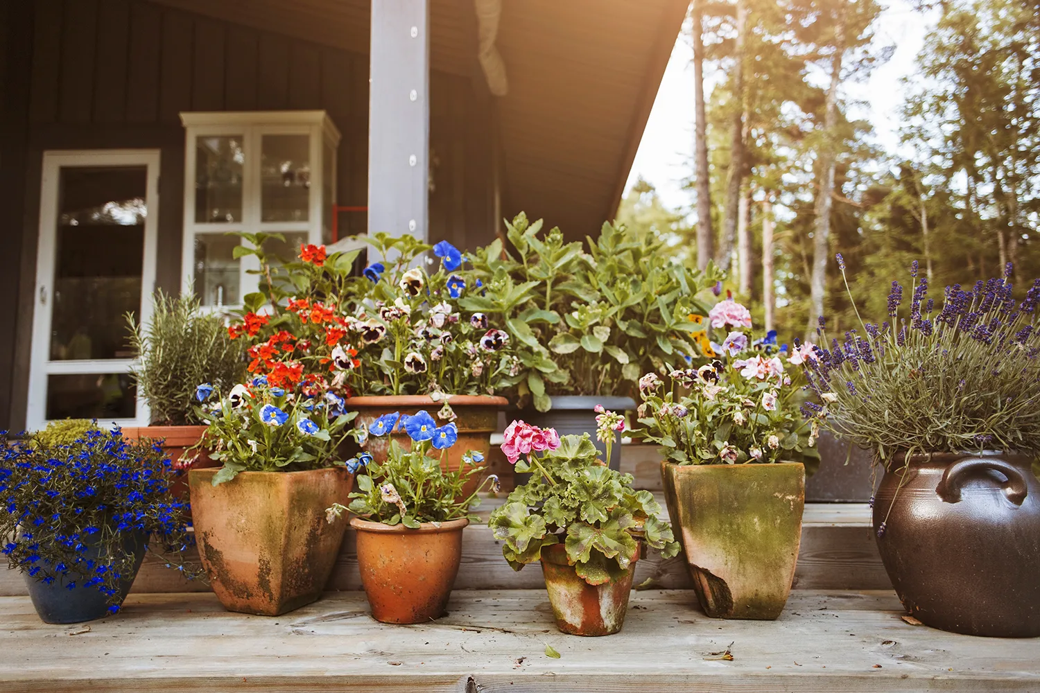Group of plants in pots
