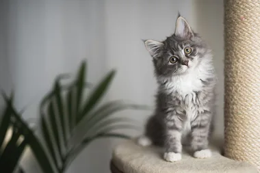 The common household item that’s poisoning your cat
