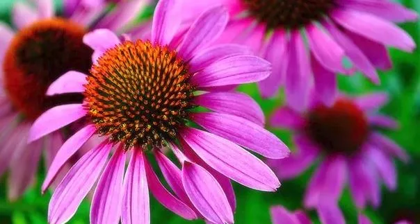 Winter Health: Echinacea and type 1 diabetes