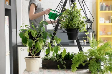 Filling your house with plants increases joy and life expectancy, study says