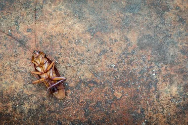 New study finds cockroaches are now impossible to kill