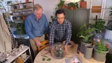 Jason Chongue and the plant society