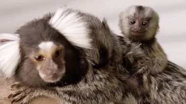 SYMBIO WILDLIFE PARK