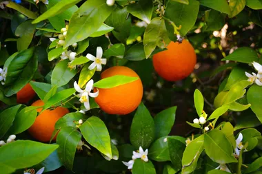 Garden Better: pruning roses and caring for citrus