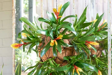 How to make a bromeliad bauble