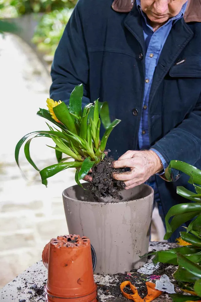 Removing bromeliad from pot