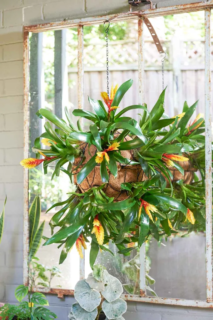 Bromeliad ball hanging baskets
