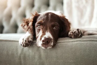 You dog will never shed fur again thanks to this contraption
