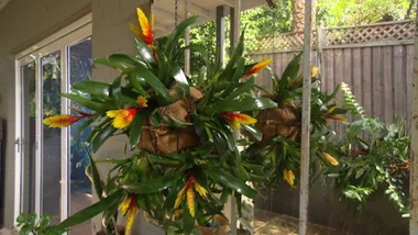 BROMELIAD BAUBLE