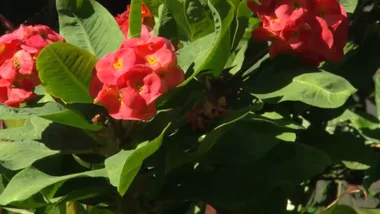 SEA CHANGER GARDEN WALK-AROUND