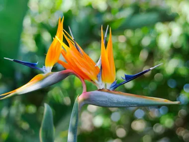 How to grow and care for bird of paradise plant