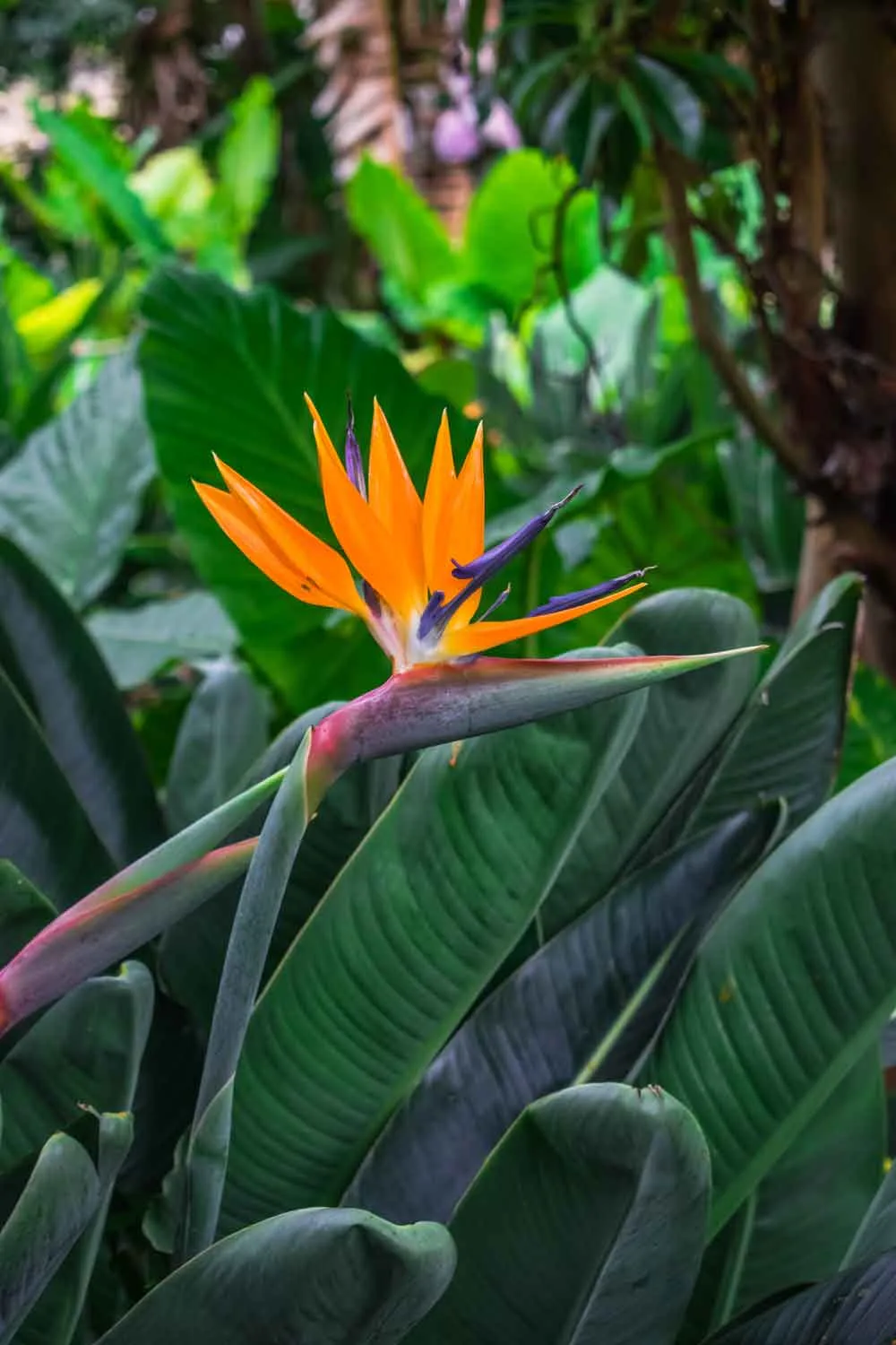 Strelitzia reginae bird of paradise