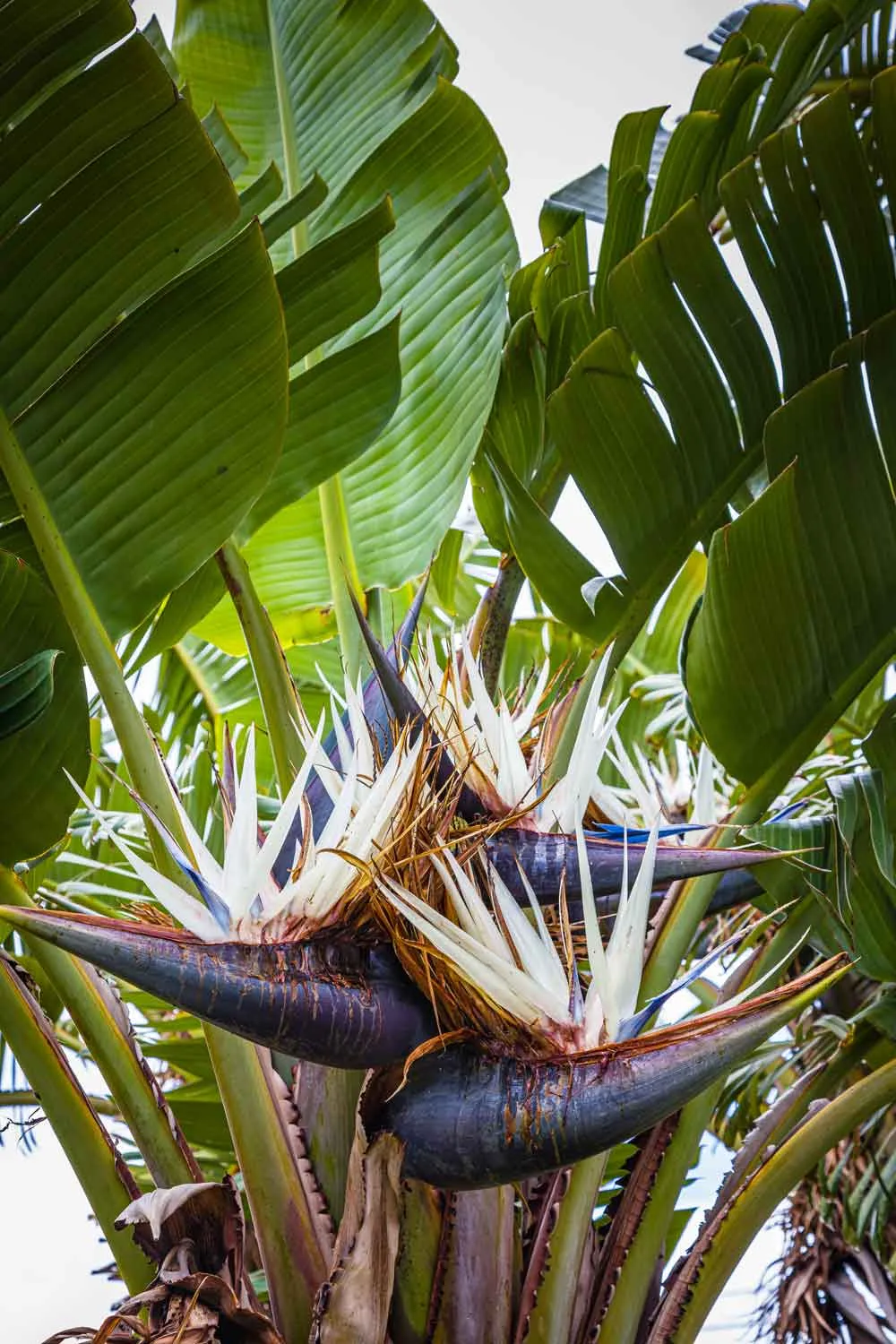 Strelitzia nicolai