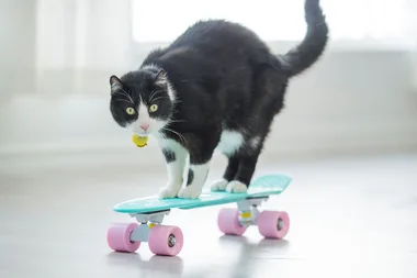 How to train your cat