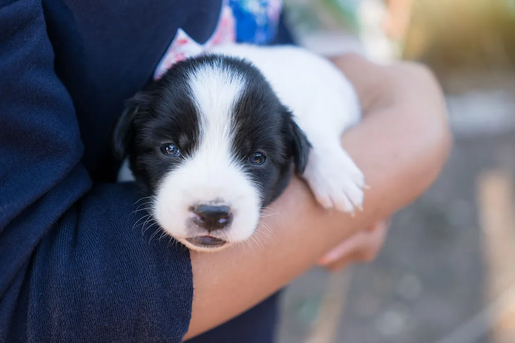 puppy