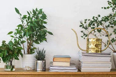 A new service now delivers gorgeous plants to your door every month