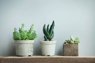 How to know when your plant needs to be re-potted