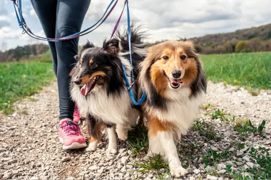 RSPCA fights disease outbreak by offering free vaccinations for Sydney dogs