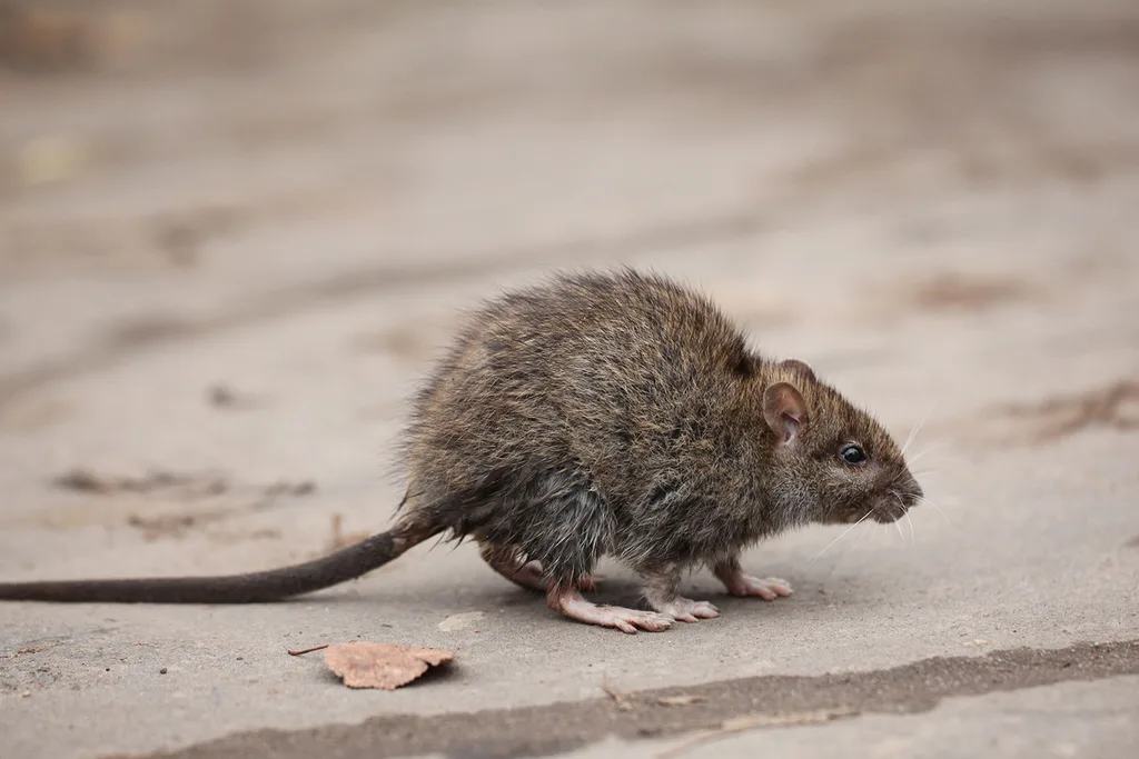 rat on street