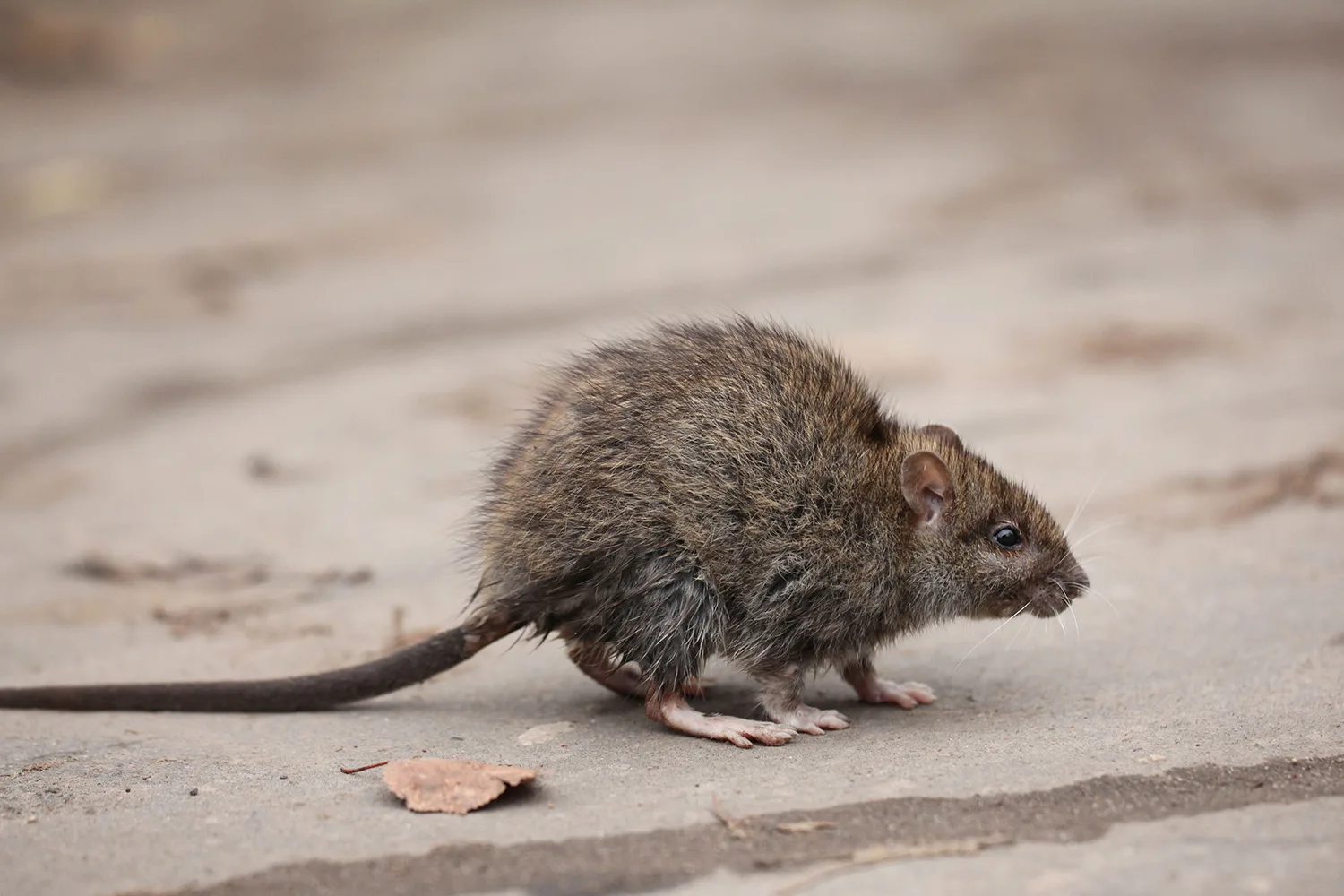 rat on street
