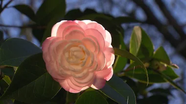 CAMELLIA GROVE WALK-AROUND