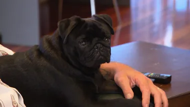 KEVIN THE SURFING PUG