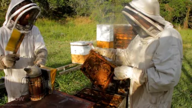 ONE HIVE AT A TIME