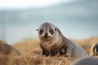 5 of the best things to do in Dunedin