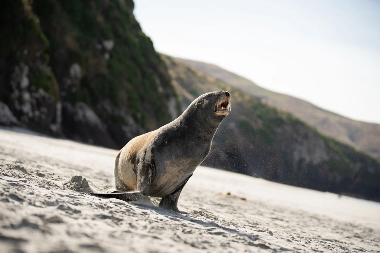 Seal